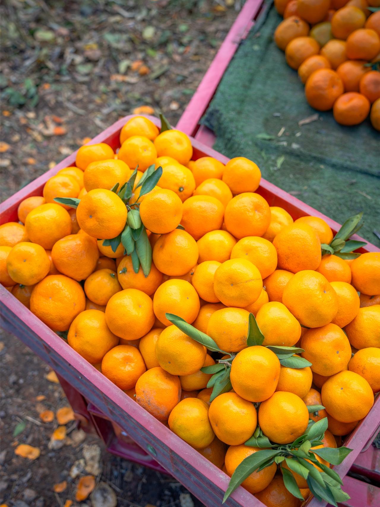 跟着小齐哥游江夏，采摘打卡明星同款蜜桔get√土地堂桔子太甜了啊，价格也很nic