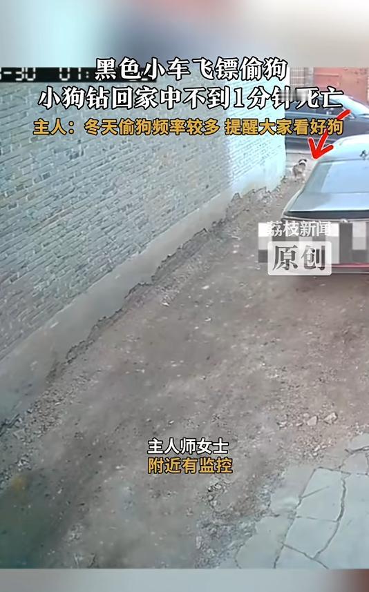 “必须严查！”11月30日报道，山西吕梁一辆黑色轿车内，男子摇下车窗往狗身上打飞