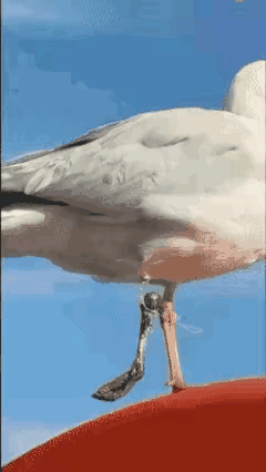 鸟坚强，坏掉的痛苦是它的勋章。