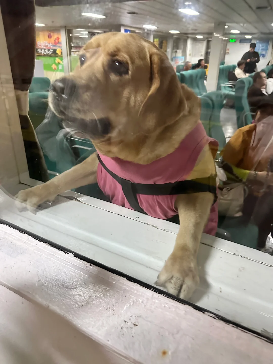 小狗售票员，你要买票嘛