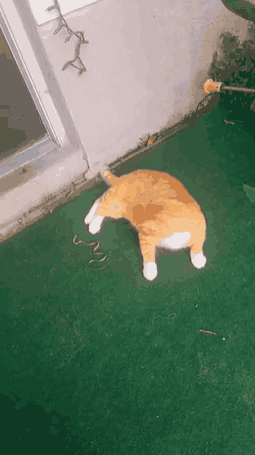 面对小蛇的挑衅，这猫居然懵圈了？
#
这猫是真的丢脸啊，你的好奇心呢？