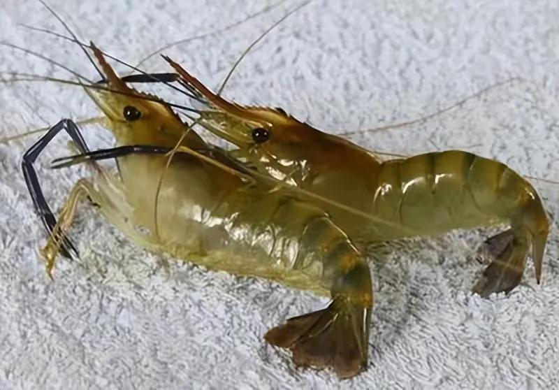 白云远去越千峰，旧日风华逝水东。
杜甫倚栏江阁处，王维对月辋川中。
流年转瞬情难