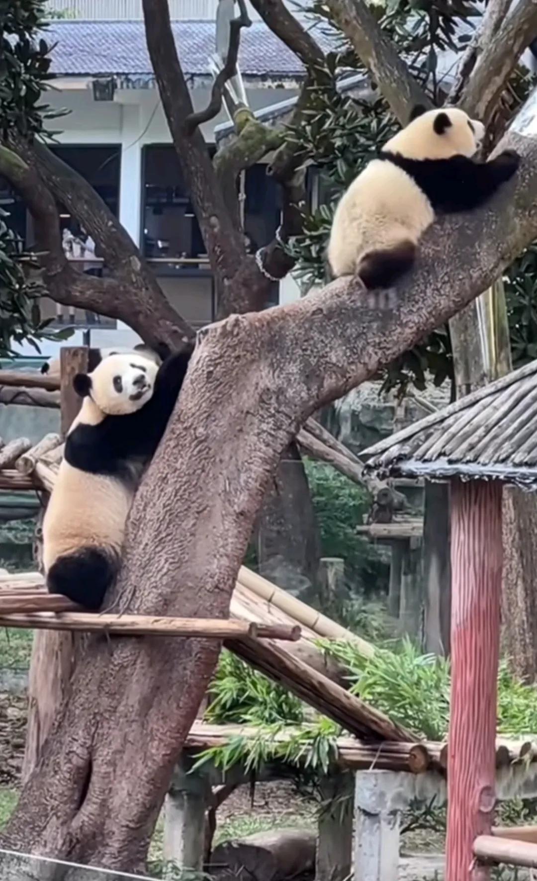 莽小五这个犟拐拐，不到南墙不死心！
自从大熊猫莽小五爬大树夜不归宿，它似乎发现了