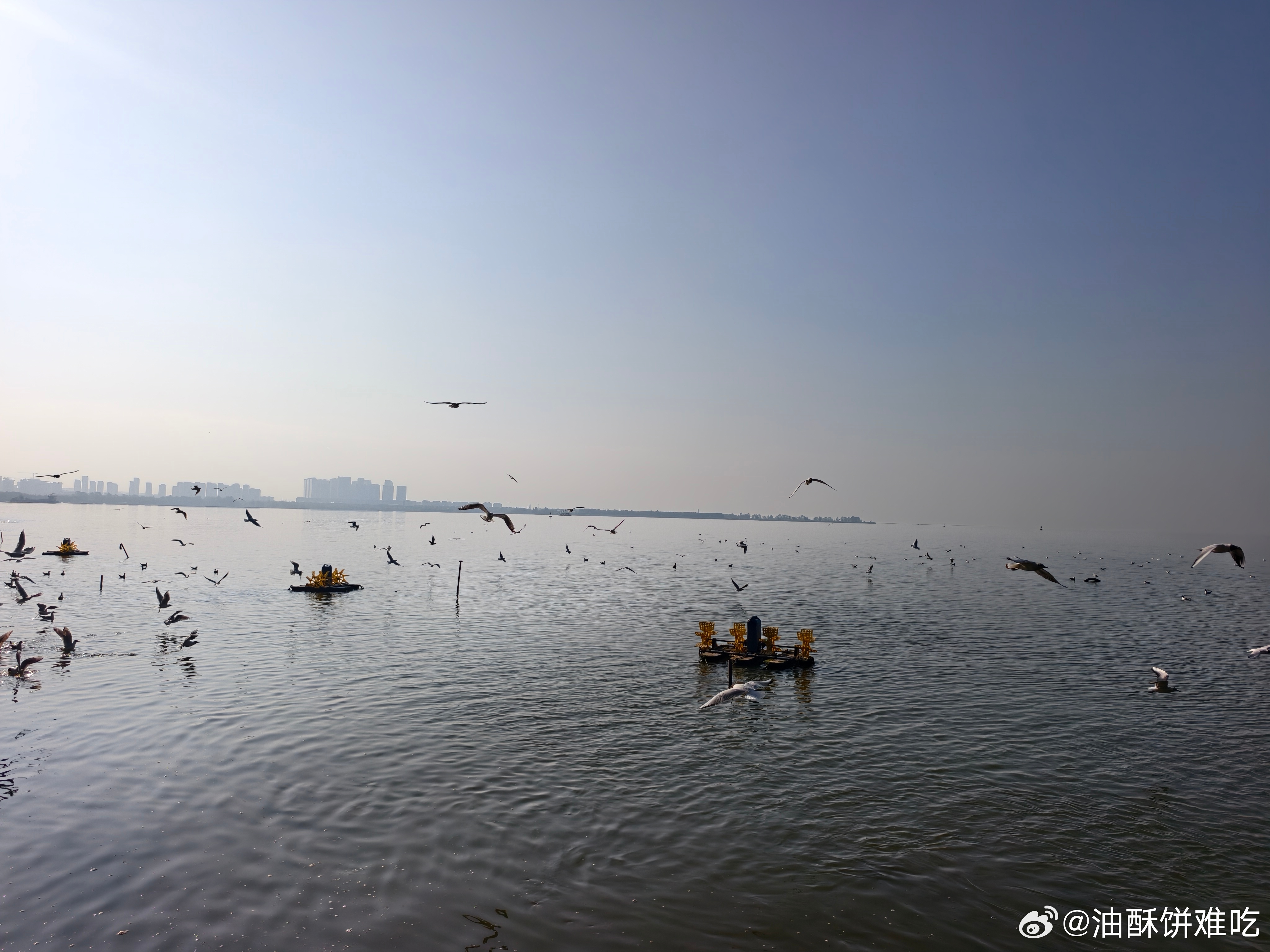 海埂大坝喂海鸥