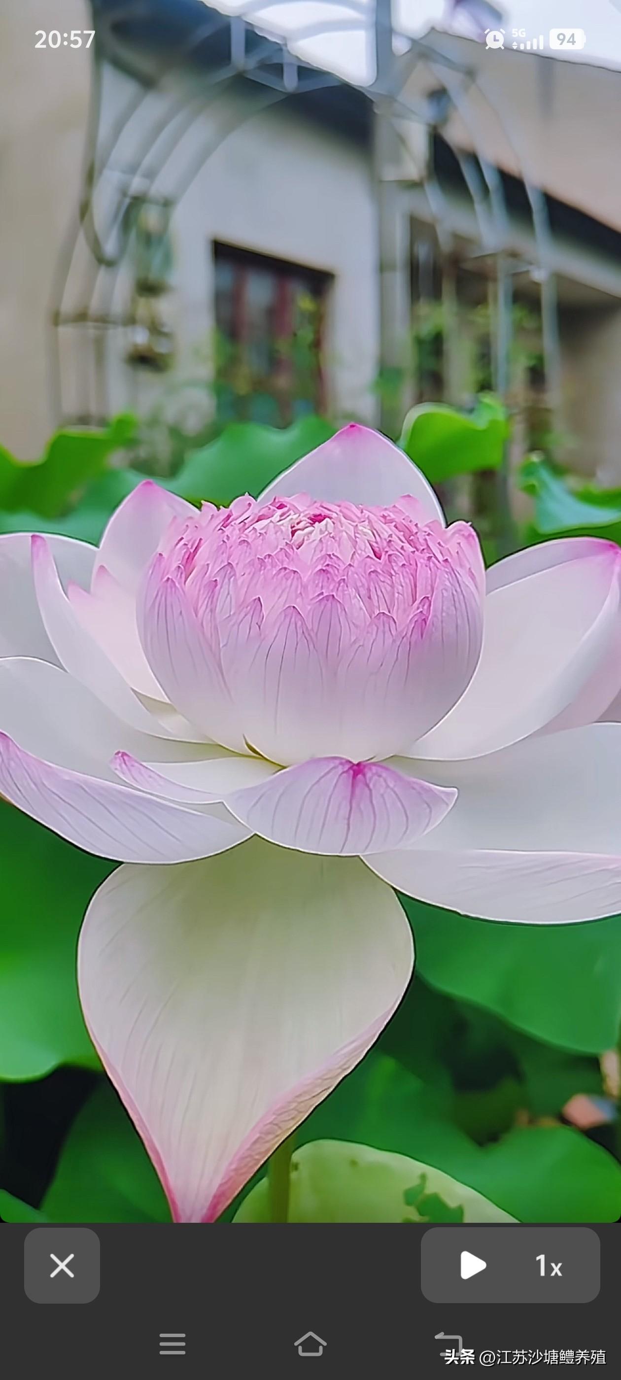莲花是洁白的，