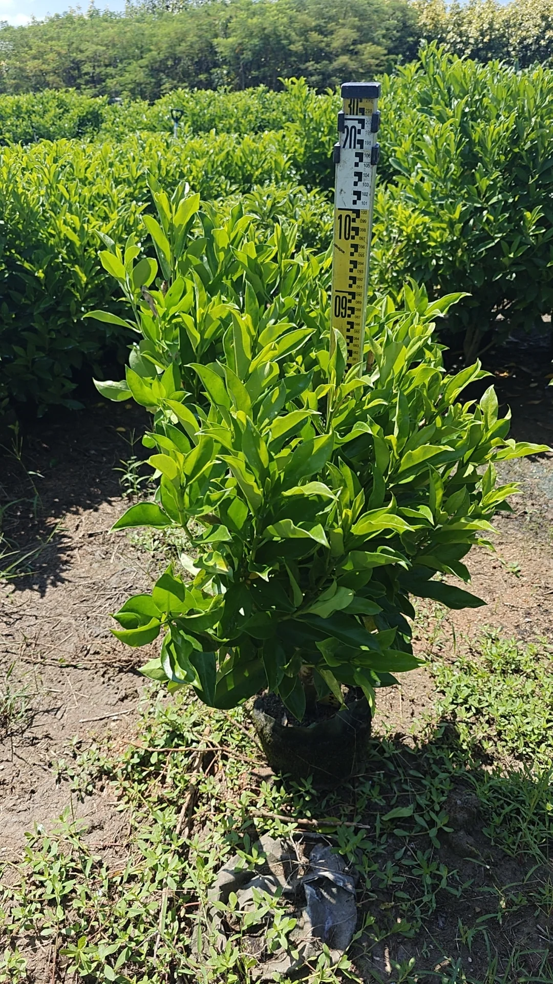 非洲茉莉