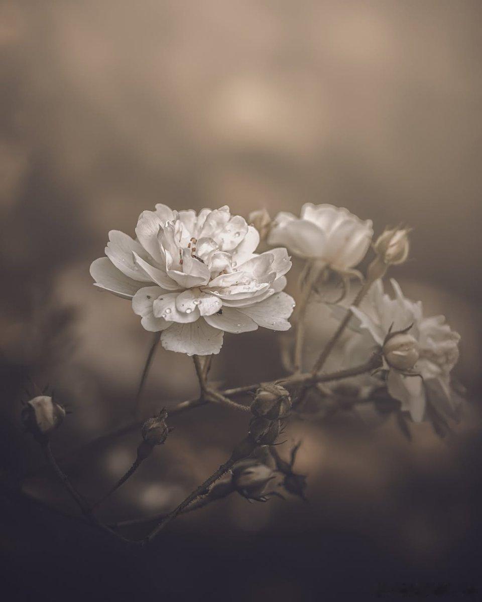 “独处很美好。独处并不意味着孤独，而是意味着心灵不受社会的影响和污染。” —— 