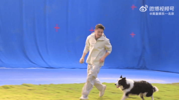 谢霆锋你也很爱毛孩子吧 被谢霆锋的善意狠狠戳中，七只狗狗17公里回家的故事让他心