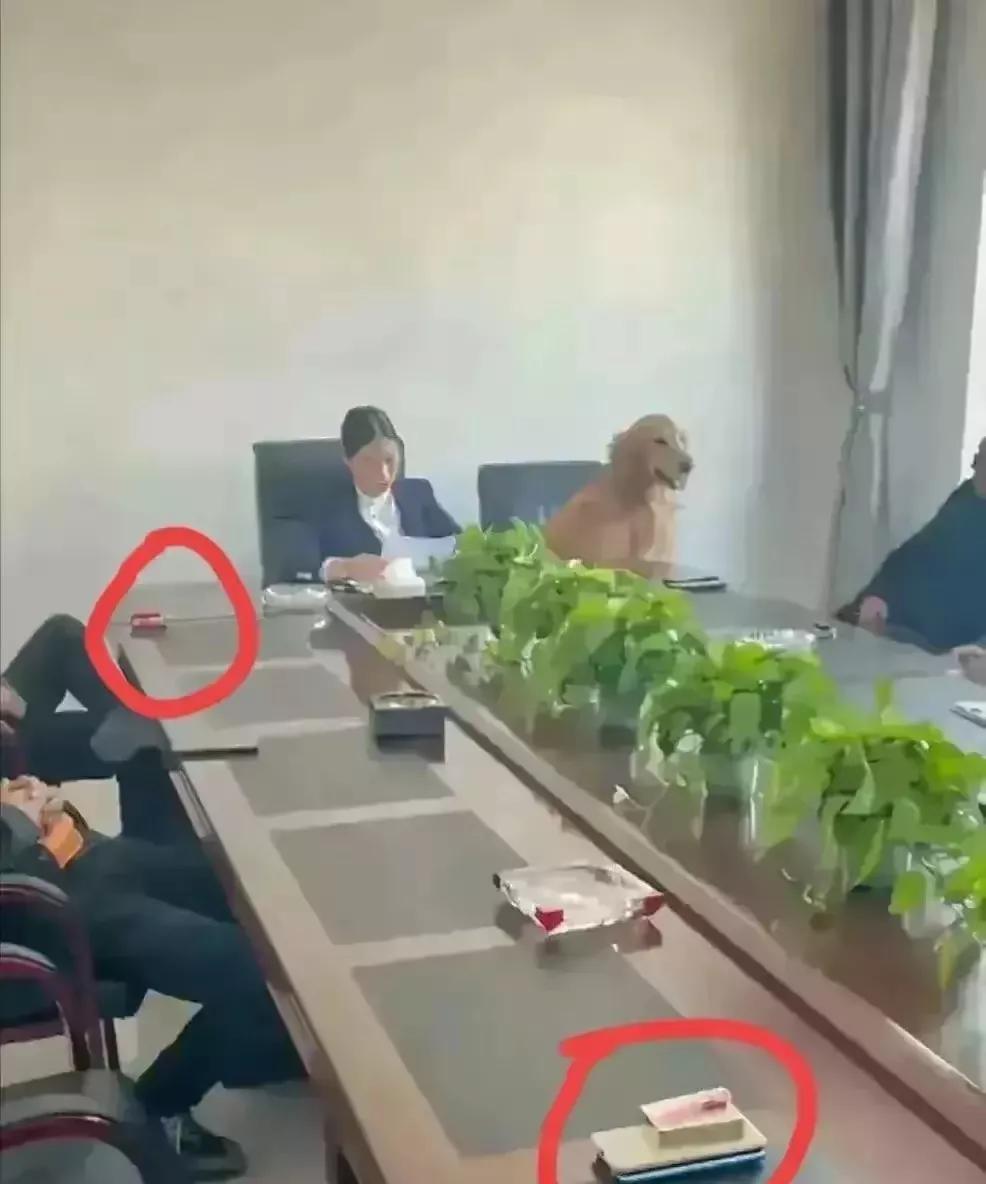 真是蹬鼻子上脸了
大家说这个狗是什么意思？