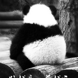 大苔爱玩娱乐