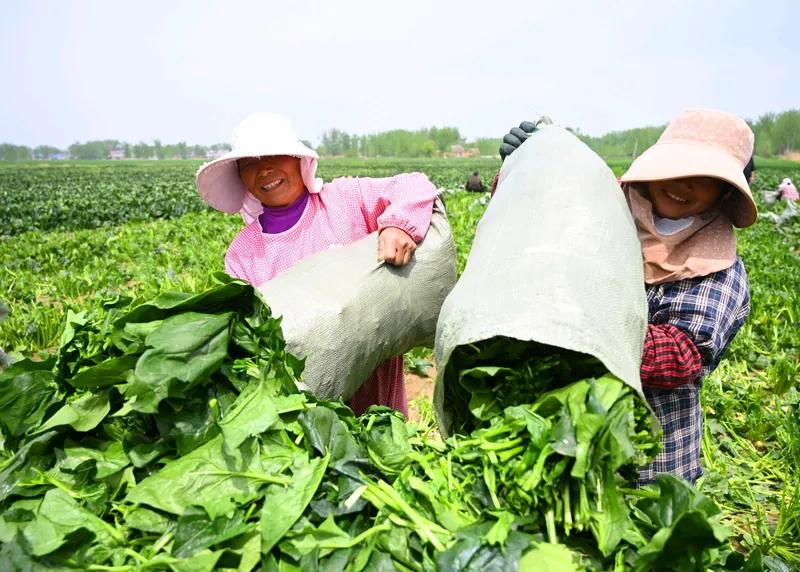 纯朴善良惹人爱，
乡村姑娘去种菜。
勤劳简朴耕田园，
家兴业旺忠孝传。