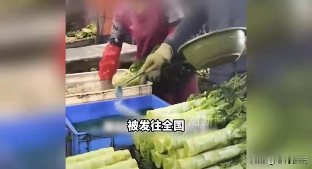 民以食为天，必须关注食品安全！前几天是大白菜，现在又是莴笋，活着不容易！甘肃榆中