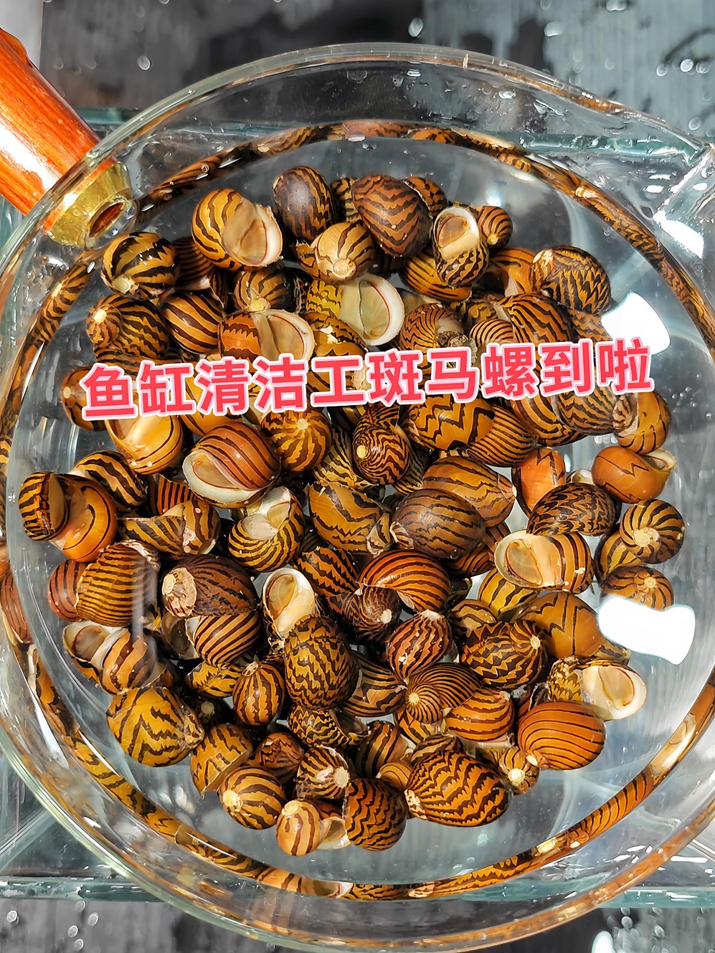 斑马螺不仅是“颜值担当”，更是鱼缸清洁的“得力干将”。它以藻类为食，尤...