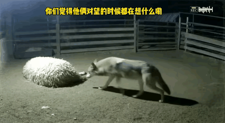 一天夜里，有一只饥肠辘辘的狼跑进了牧民做好的羊圈里，正在找寻着美味的羊肉大餐。当