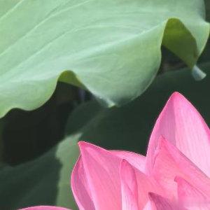 每日一善每日一善 心怀感恩，所遇皆是美好。心怀善念，所遇皆是温暖。愿所有人都能常