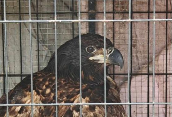 金雕作为国家一级重点保护野生动物，素有“空中霸主”之称，在自然生态系统中占据重要