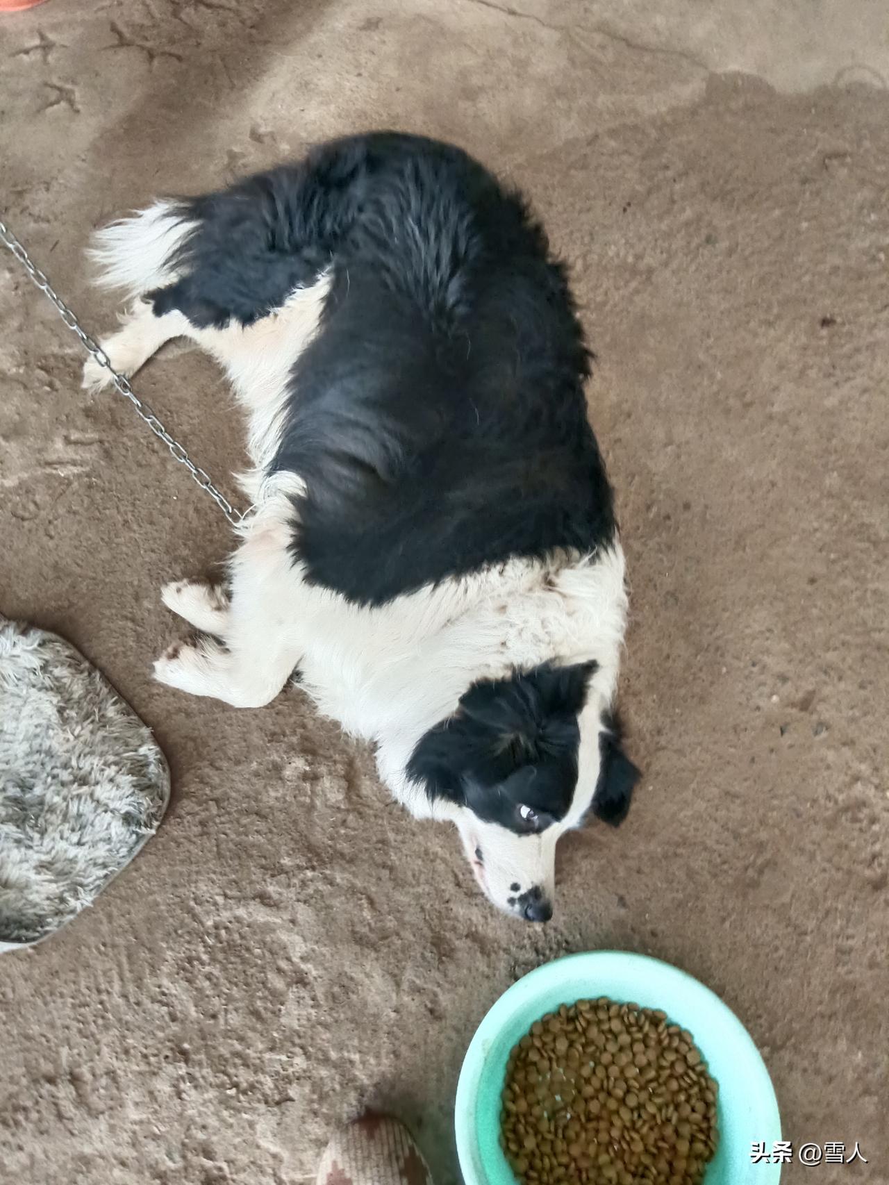 双犬同游
 
黑白交加并辔随，
金辉映雪两相知。
灵眸共指青云路，
同护庭前岁里