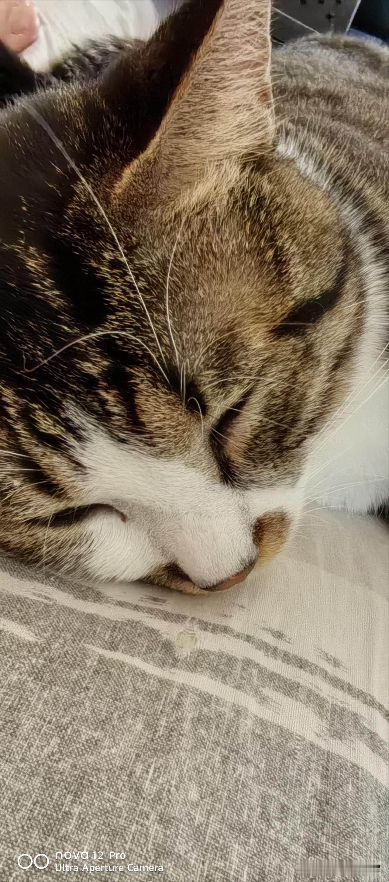 你们看看这货，猫品怎么样，人们常说以人取貌，以猫取猫品。