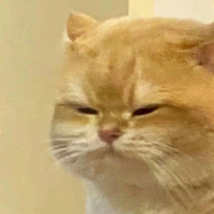 小猫也有汗脚猫咪: 冒昧的人类 ​​​