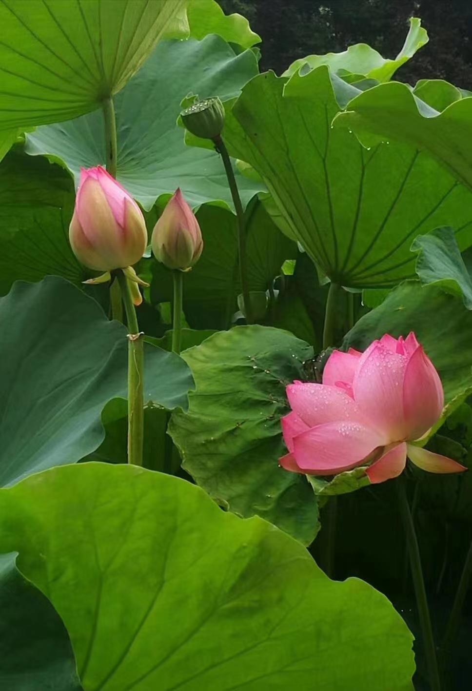 荷花满蓉城，姐妹赏花来
成都文化公园湖畔荷花盛景，吸引市民们纷纷前来观赏。

走