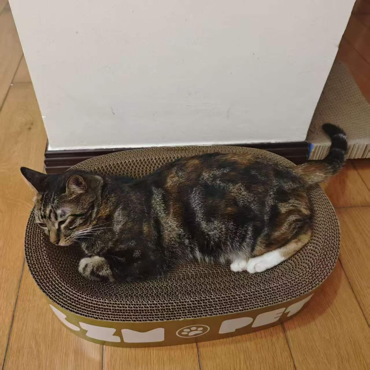 珠海，寻猫
猫咪于9月5日下午在[丢失具体地点，金域蓝湾小区附近不慎走丢]
猫咪
