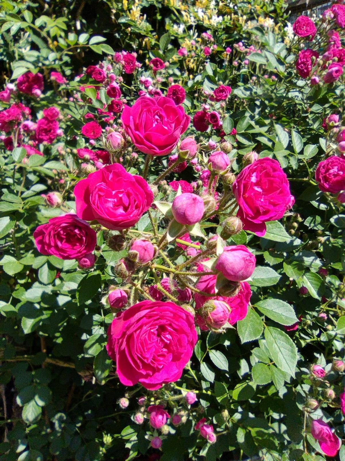夏日小花《红蔷薇》
    蔷薇是北方夏日常见小花，院墙头、蓠芭上，一丛丛、一片
