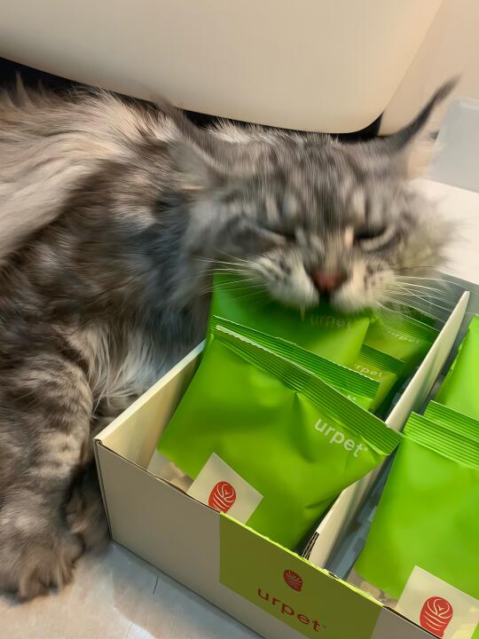 🐛蚕蛹冻干？ 🐱：给我吃给我吃吃吃