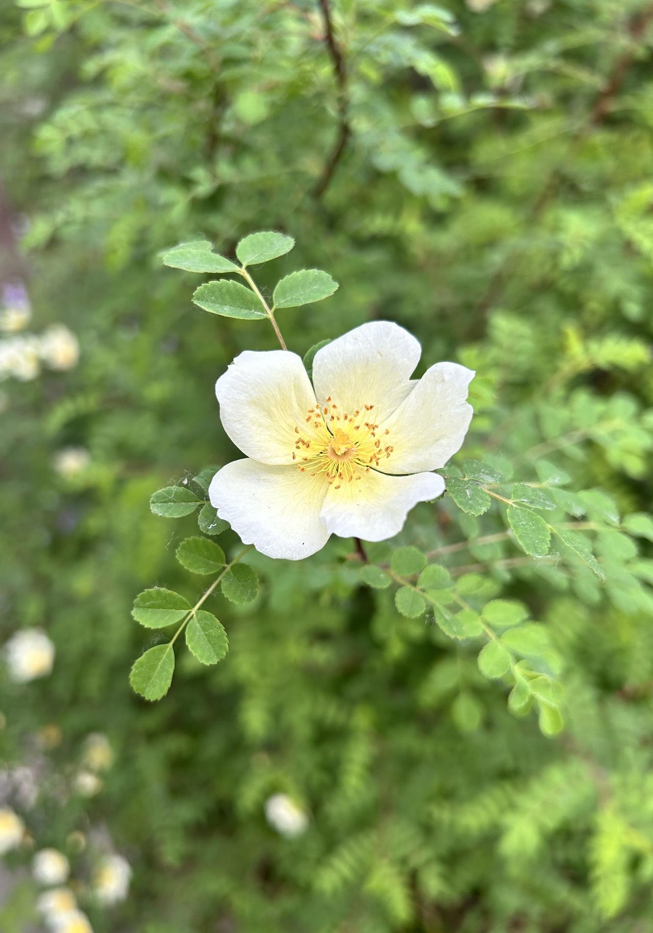 喜欢一个人，就包容他的一切。即使有瑕疵也视而不见充耳不闻。像极了热恋中的情人！