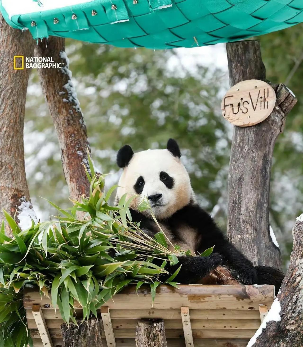 她永远都会是这个世界上最漂亮的女孩子🐼
大熊猫福宝 福猪猪  福公主