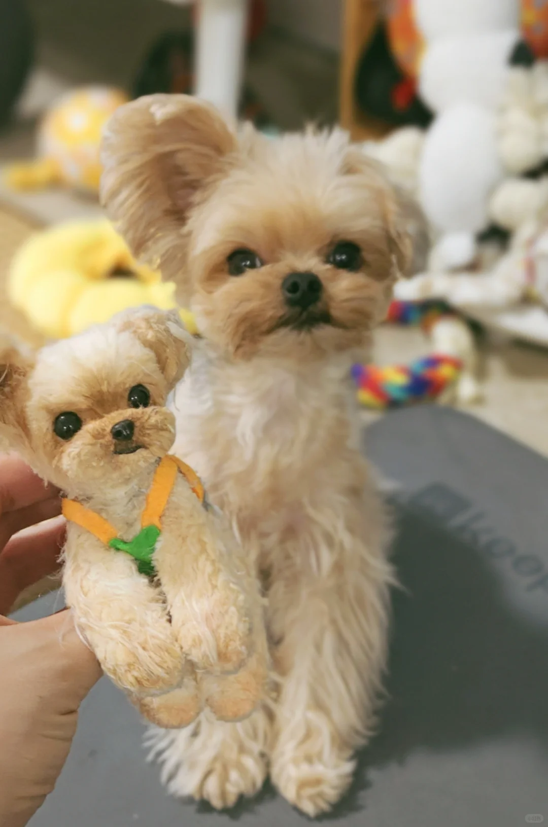 小飞和mini飞🥰