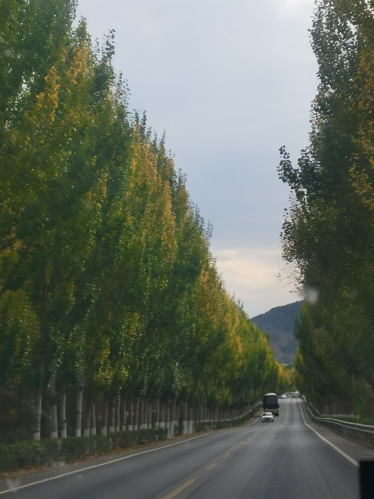 分享一张在路上的风景车窗外的秋天，是树与路的浪漫邂逅！