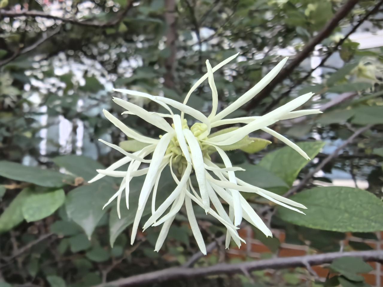 一朵白色的花在绿叶中绽放。