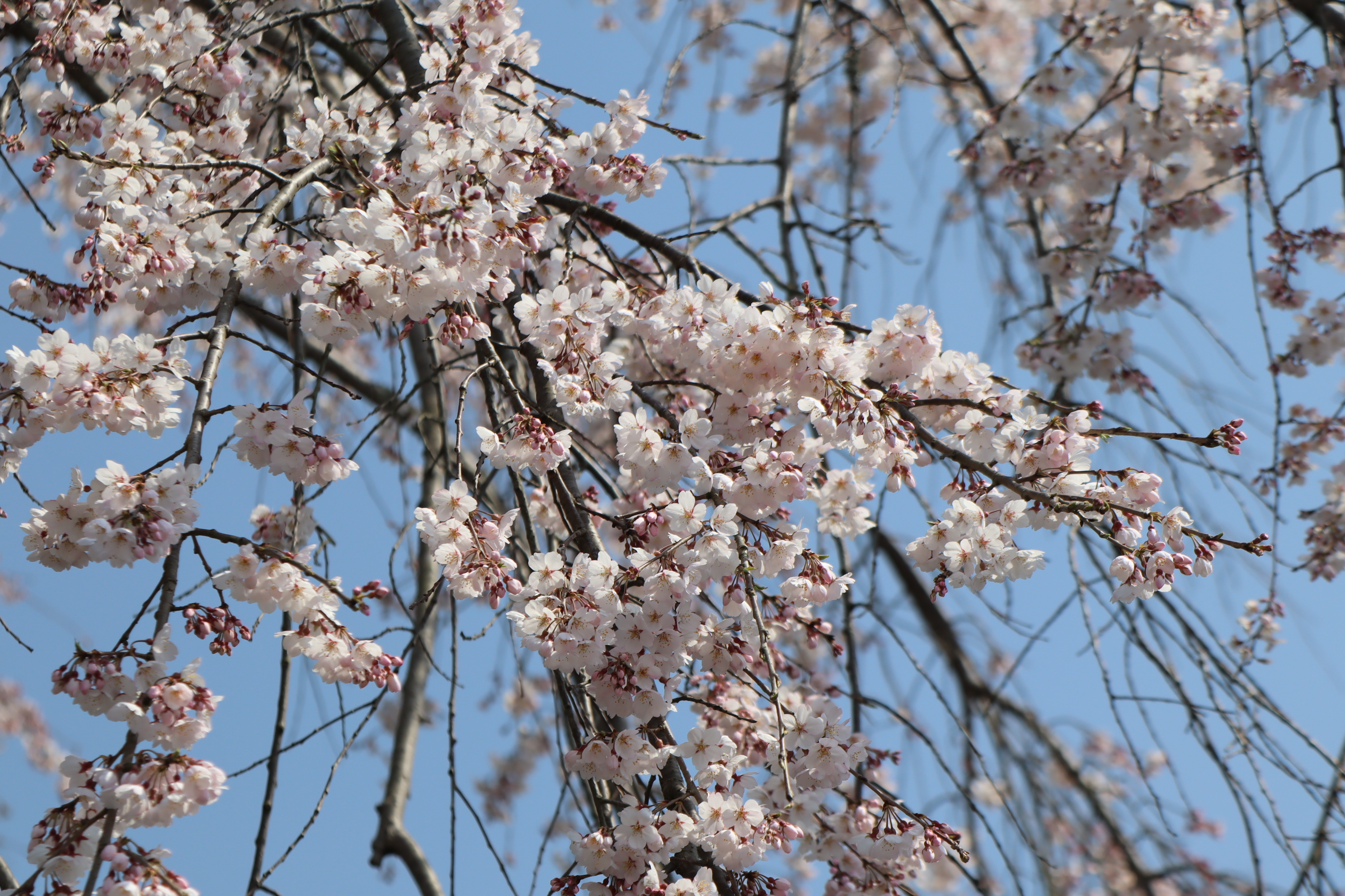 日田的樱花也盛开啦🌸 ​​​