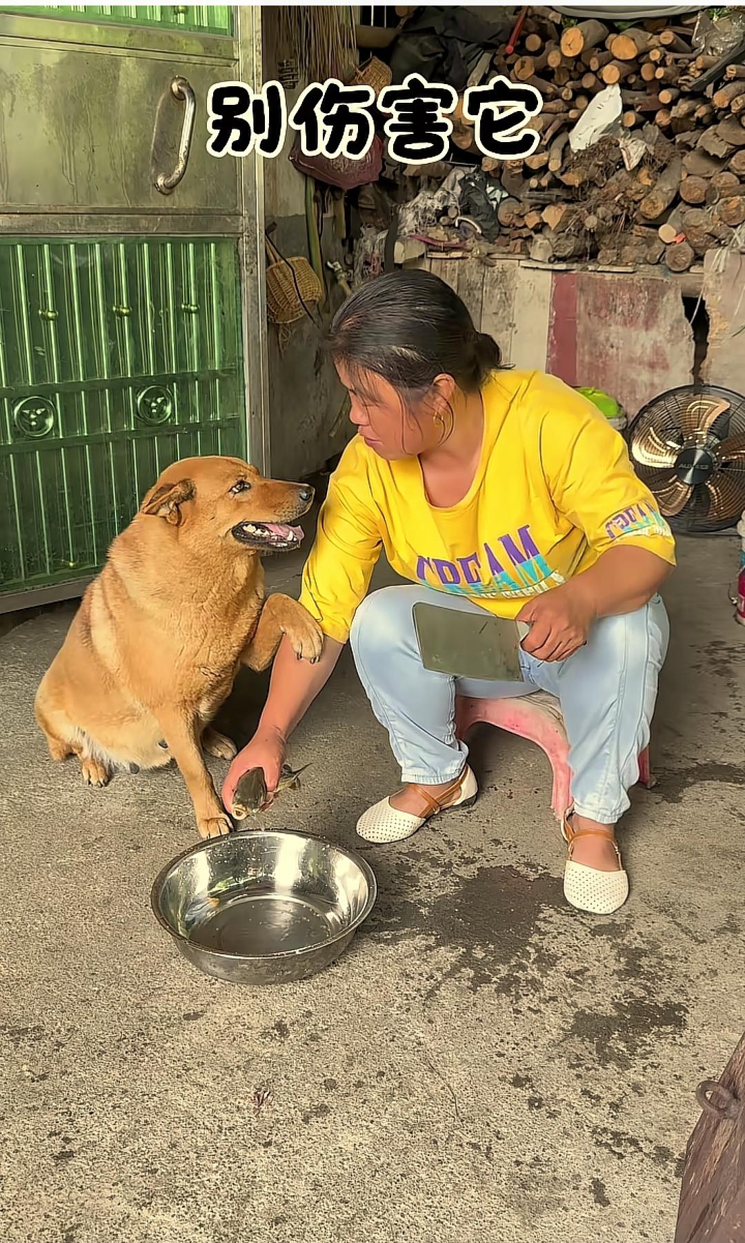 犬心向善，最抚人心
 
乡院的日光漫过堆叠的柴垛，在水泥地的水痕上漾开细碎的暖光
