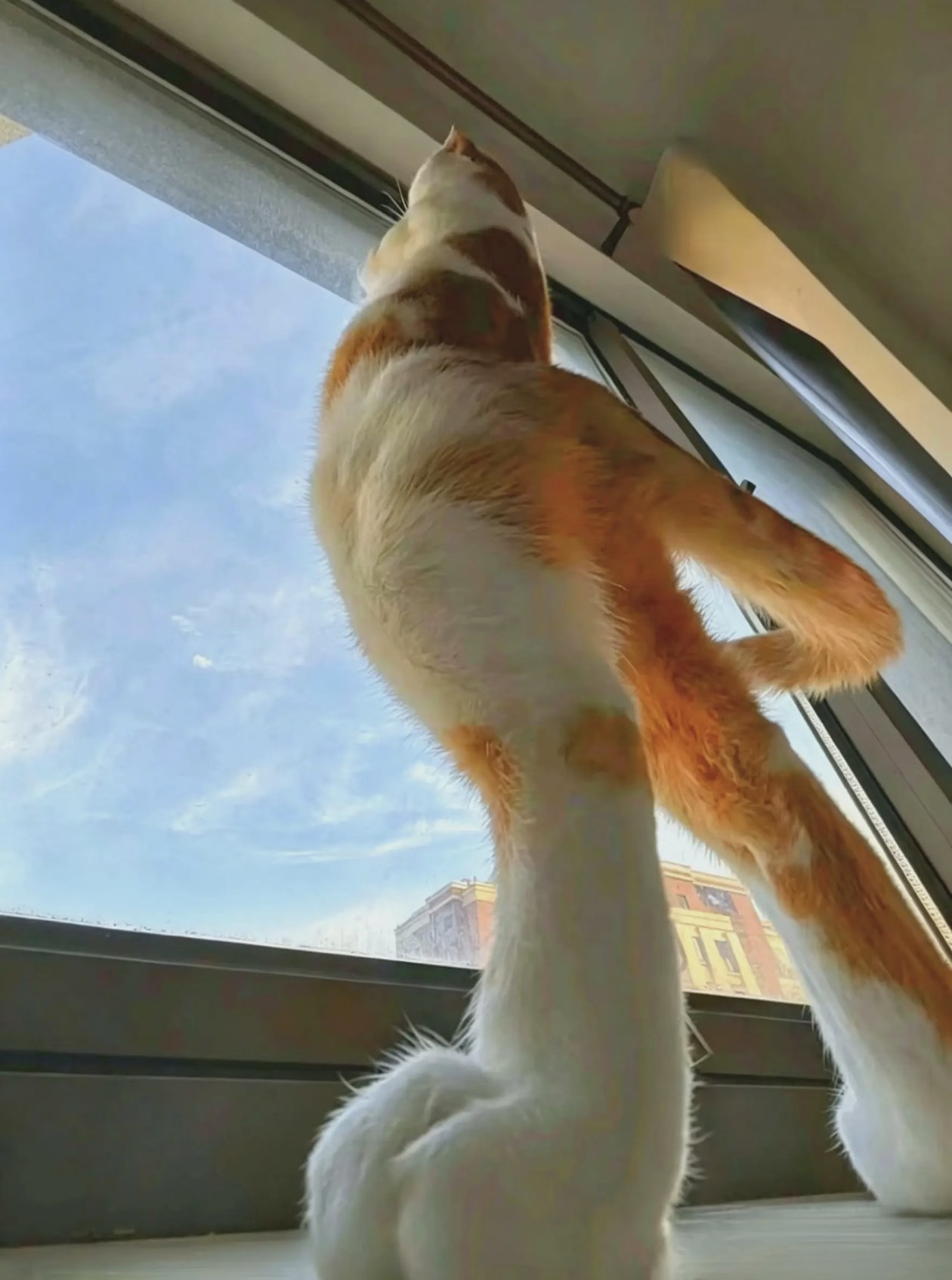 很有力量感的猫 