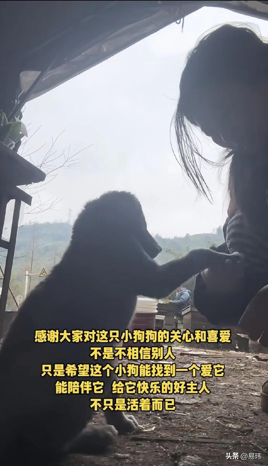 泪目了！一位小姐姐开了一个养蜂场，这天她看到一只小狗非常可爱，一直都会咧着嘴笑，