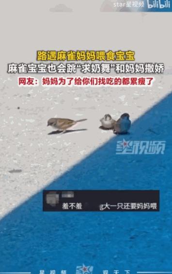 麻雀宝宝也会跳“求奶舞”？据媒体5月21日报道，一只麻雀妈妈在路边的矮树丛下，正