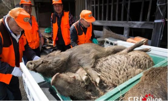 福岛核事故15年后，日本野猪体内放射性铯浓度仍检测超标
 
根据《福岛民报》当天