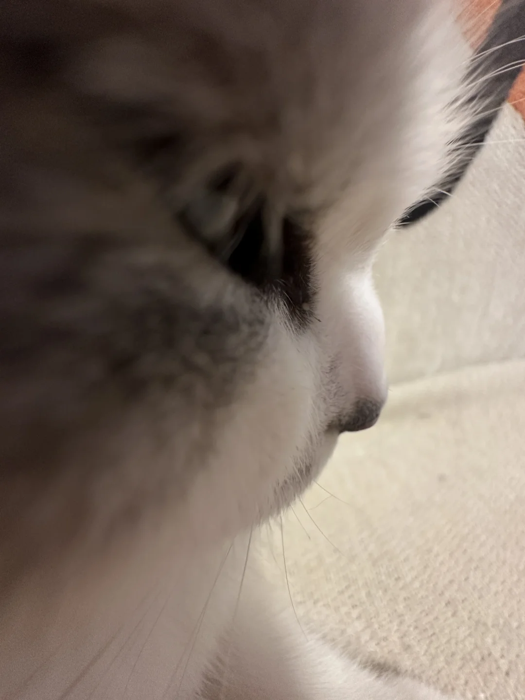 侧脸一般但正脸绝了