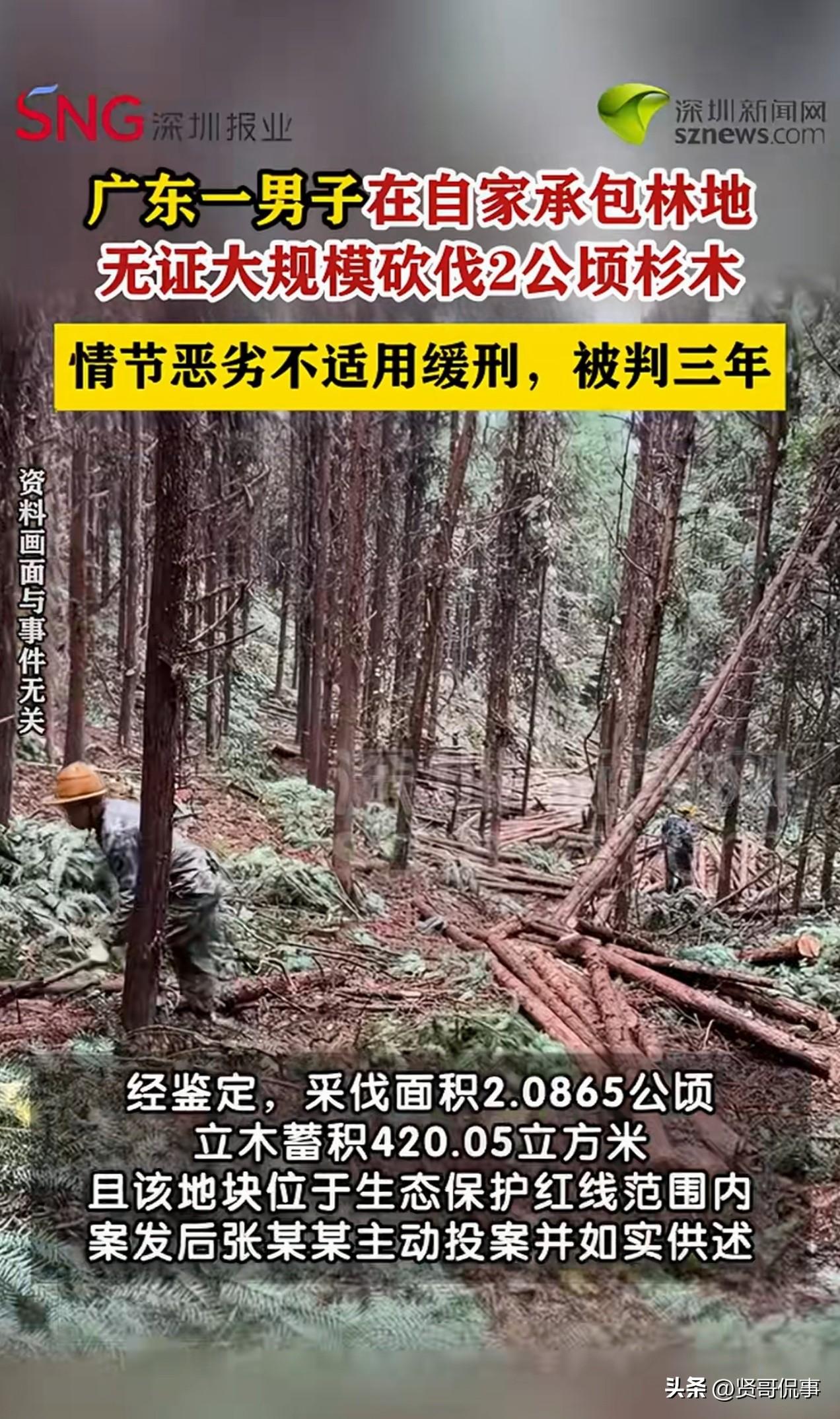 “这就是无知的代价！”广东，一男子在自家承包的山上种了很多树，树长成后，男子雇人