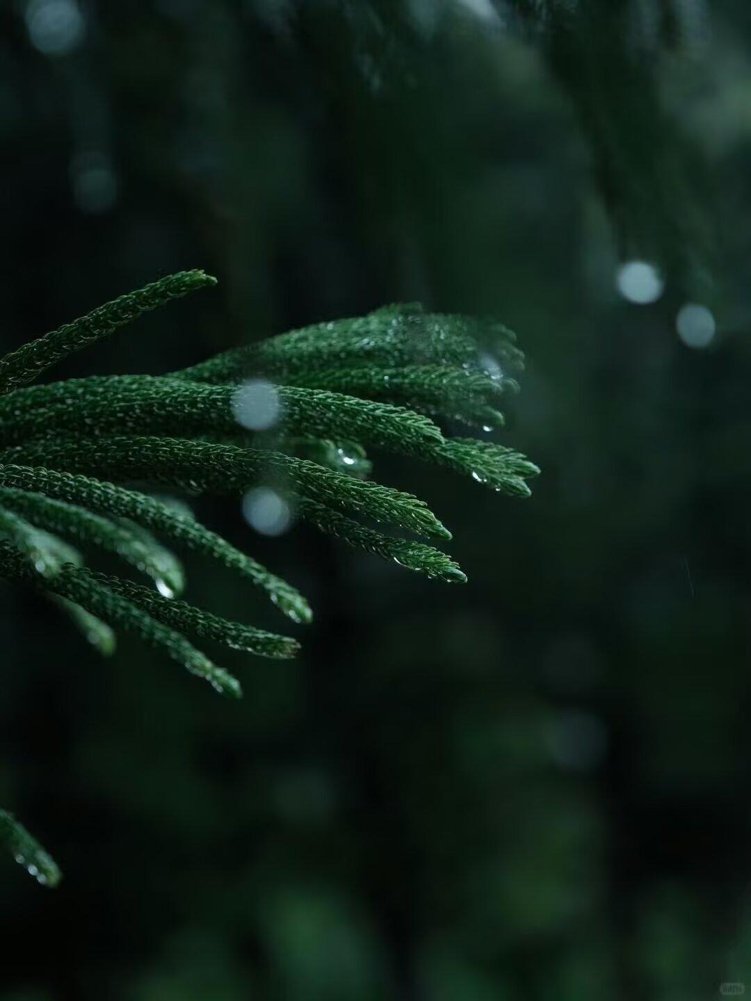你站在桥上看风景，看风景人在楼上看你，明月装饰了你的窗子，你装饰了别人的梦。
其