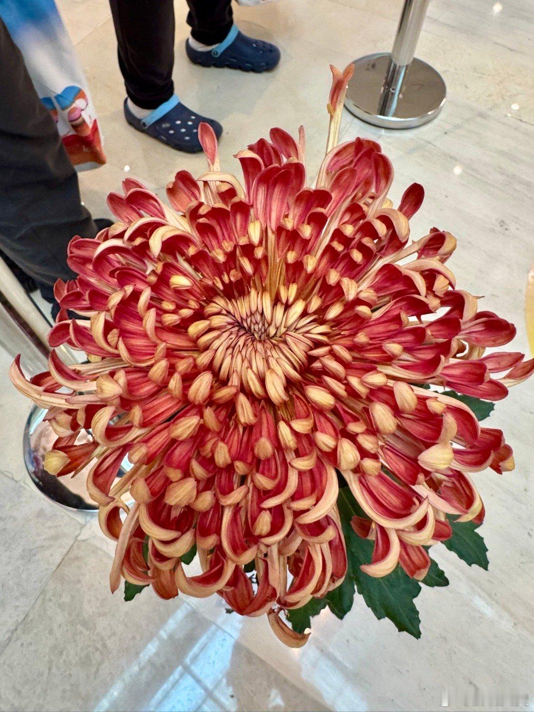 #2024金融街论坛年会#秋天就要赏菊#遇见西城#  ​​​