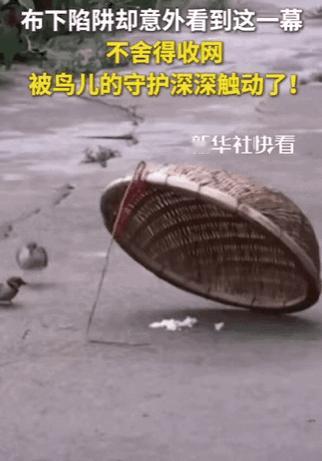 我总觉得，

这两只麻雀是懂得对方的。

男子在院子里支起筛子，撒了把小米。没多