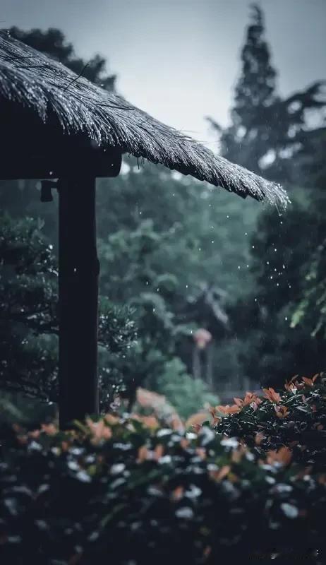 《七律   夏雨幽怀》
夏雨嘈嘈若鼓弦，幽怀缱绻意相牵。
荷香入墨思坡老，蕉叶传