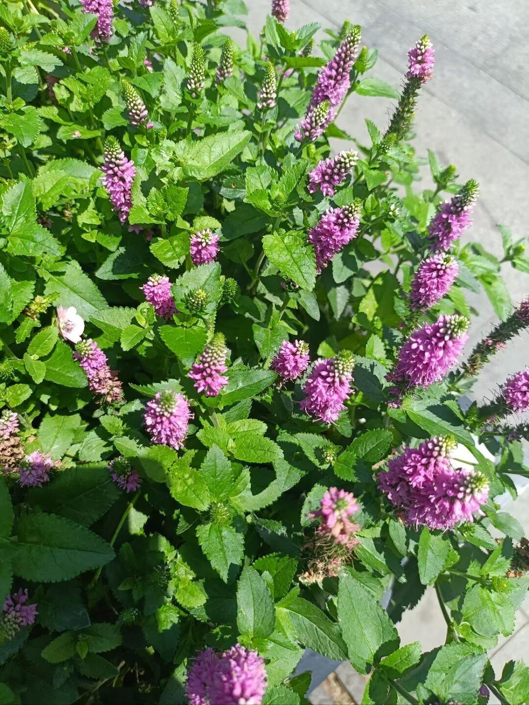 分享一张你最近拍的花天津五大道拍的花