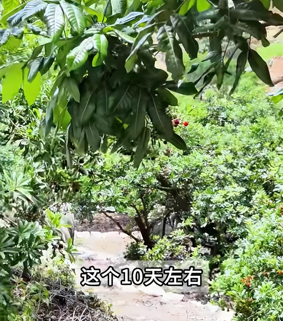 闽超漳州队比赛，什么时候能看到杨梅的身影？

从5月15号新闻曝光，过去两个星期
