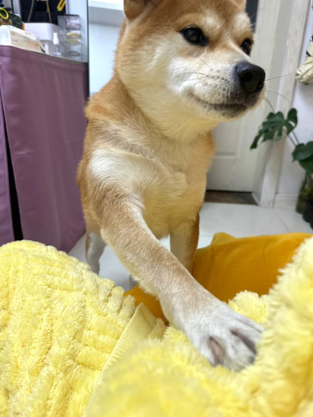它要我给它按摩