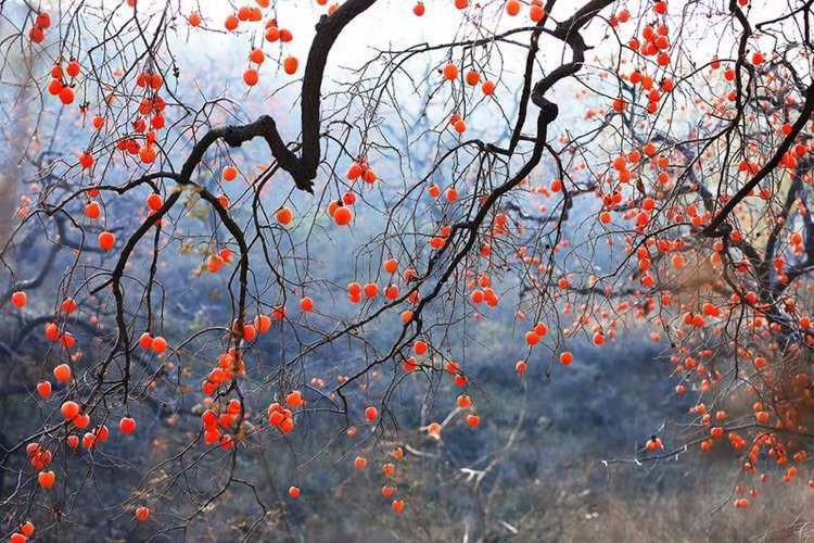 “  诸事呈祥 … ” ​​​|“  今日好将愁共去，明年更带好事来 …  ” 