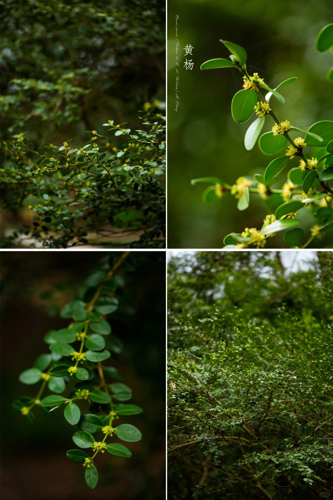 绿色里呼吸|黄杨花