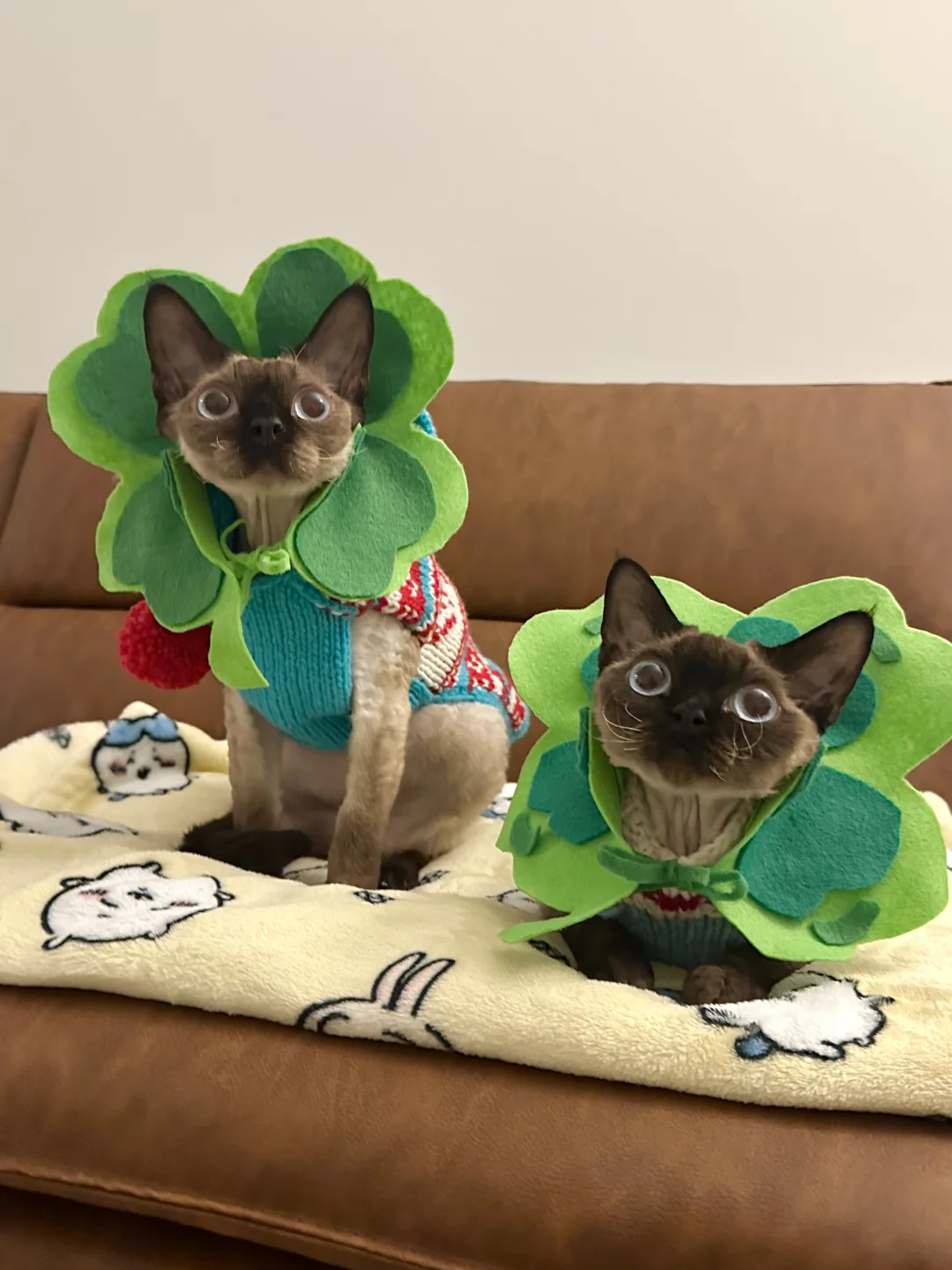 🍀拜拜四叶草猫神，打工路上天天有钱捡🍀